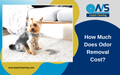 How Much Does Odor Removal Cost?