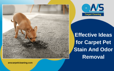 Effective Ideas for Carpet Pet Stain And Odor Removal