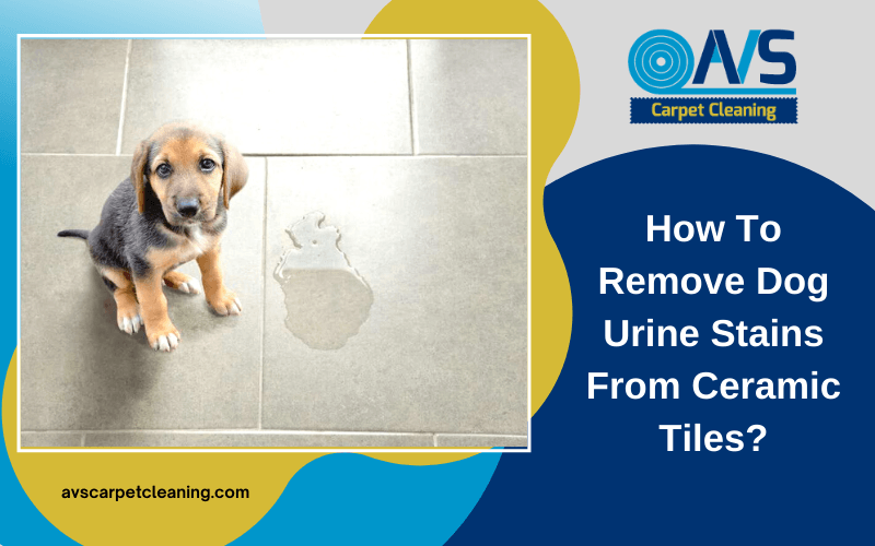 How To Remove Dog Urine Stains From, Does Dog Urine Ruin Tile Floors