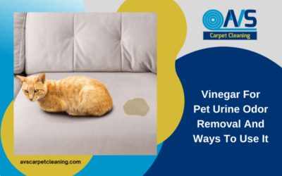 Vinegar For Pet Urine Odor Removal And Ways To Use It