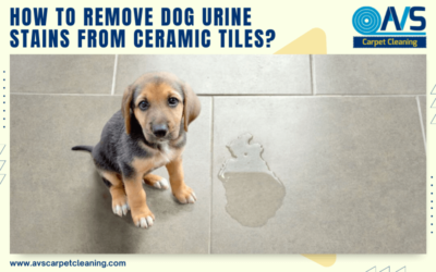 How To Remove Dog Urine Stains From Ceramic Tiles?